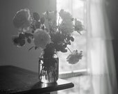 Still Life Photograph, Summer Roses 7x7", black and white square format