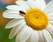 The lady and the daisy 5 x 7 ladybug nature fine art flower garden print