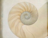 nautilus ... ocean sea shell spiral photograph modern beach decor print with calming neutral color