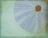 purple sea urchin... ocean life sea shell beach photo with tranquil lavender and soft green tones
