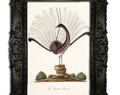 Lyrebird - Natural History of Australia - Digital reproduction of a painting from 1819