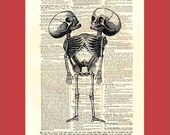 Curious illustration of a conjoined  skeleton - upcycled 8x10 1898 dictionary page print - BONUS - Buy 3 Prints, Get 1 More For FREE