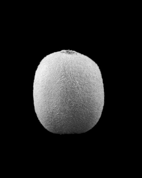 Kiwi  (black and white)