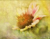Urban Coneflower 11x14 Photo Art Print - coneflower grunge texture - affordable home decor