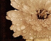 After the Rain 10x10 Fine Art Floral Print - sepia tone - vintage texture - affordable home decor