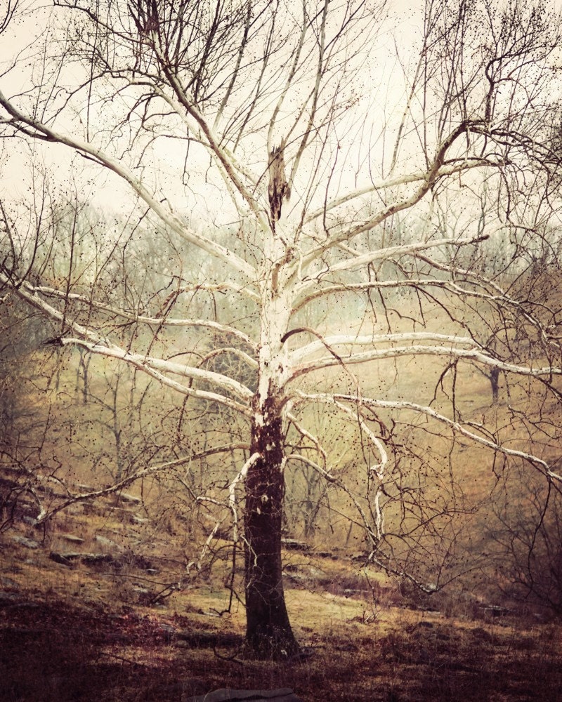 rustic tree photograph earthy tree nature photography sage cream ivory beige nougat coffee brown boho minimalistic autumn fall decor