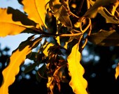 Sunlit leaves, sunset nature, golden 4x4 photographic print. Free domestic shipping.