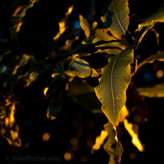 Sunset upon foliage, nature photography, 4x4 print. Free domestic shipping.