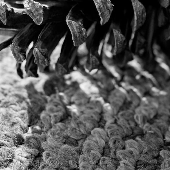Black and white pine cone, shadows, stark, 4x4 photographic print. Free domestic shipping.