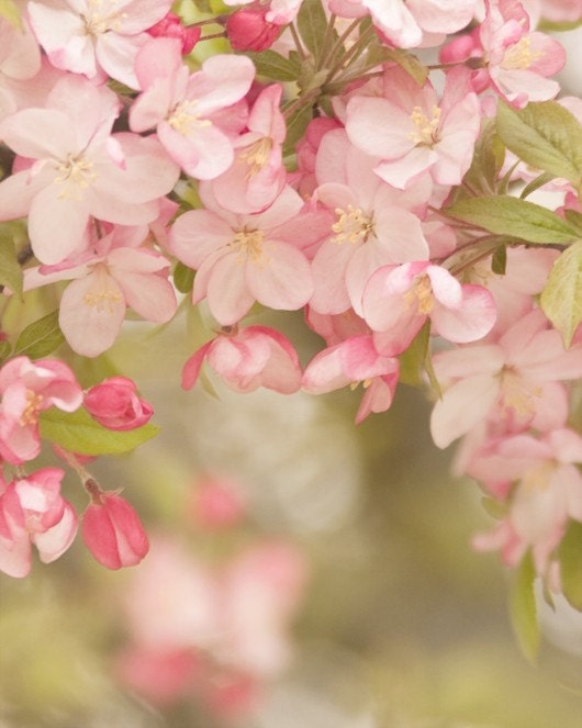 soft spring... apple tree blossom photo with dreamy pink white and creamy ecru flowers delicate calm relaxing color