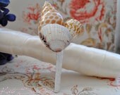 White Seashell Boutonniere - Beach Wedding Boutonniere