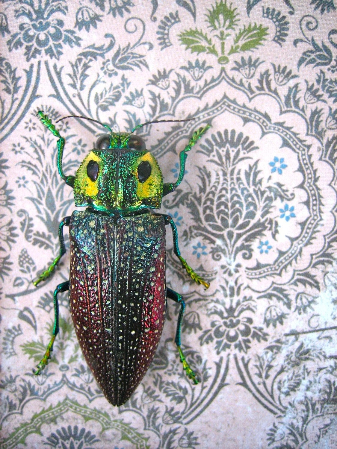 Jewel Beetles from Madagascar  Framed Insect Art