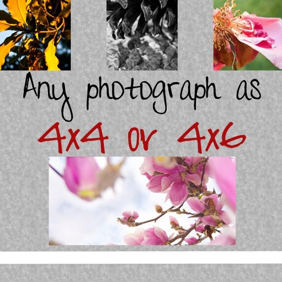 Any image as a 4x4 or 4x6 print. Free domestic shipping.