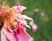 Spring flower, colorful photograph, pink rose, 4x6 photographic print. Free domestic shipping.