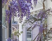 Victorian Wisteria, Savannah, Ga. -  An Original Photograph by Melissa Schneider