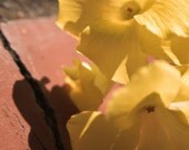 Bright yellow flower, red background, signed fine art 8x10 photographic print. Free domestic shipping.