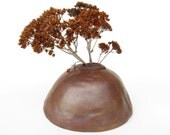 mahogany mushroom bank
