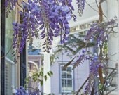 Victorian Wisteria - Savannah, GA -  Photo encaustic on wood panel by Melissa  Schneider