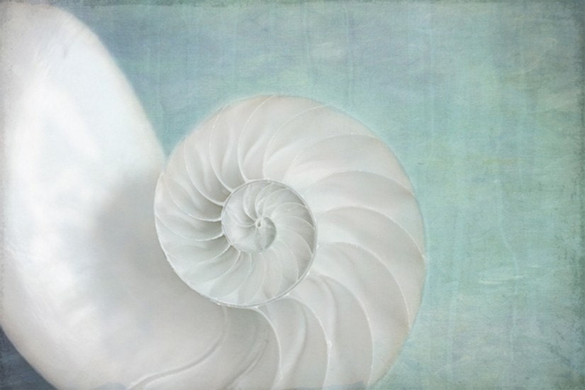 dreams of the golden mean... nautilus shell ocean photograph with soft calming sea blue tones