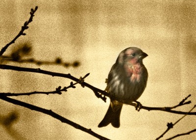 Bird on branch, home decor red & sepia,  warm earth tones, finch - Sweet Little You