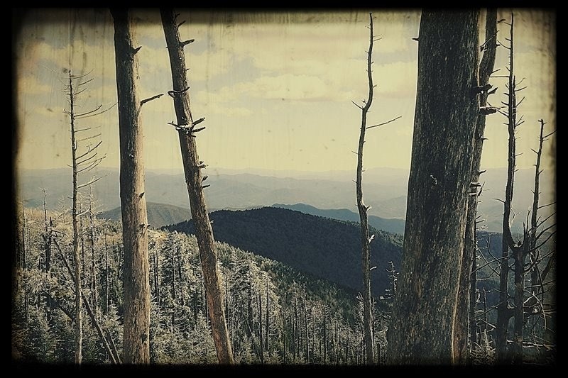 Vintage Print of the Wooded Rolling Vistas of the Appalachians - 5x7 print
