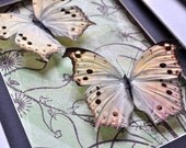 Mother of Pearl Butterflies   Framed Insect Display