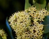 Yellow pollen floral closeup, signed fine art 4x4 photographic print. Free domestic shipping.