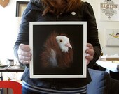 Fancy Pigeon - art print