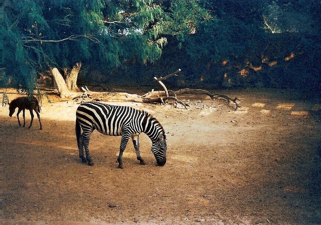 Zebra - 10 x 8 Color Photo Print