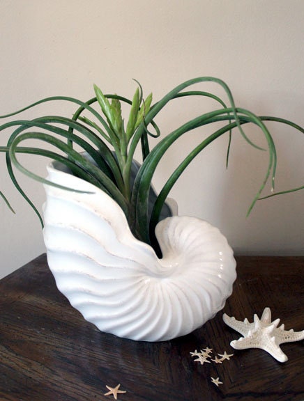 medusa . large . air plant . tillandsia . free shipping