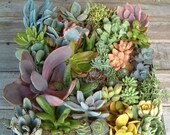 A Collection Of 9 Succulents, Great for Bouquets,  Wedding Favors And Table Decor