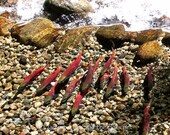 5x7 Kokanee Salmon Photograph Print