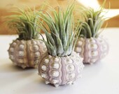 pineapple . air plant . tillandsia . urchin .  terrarium