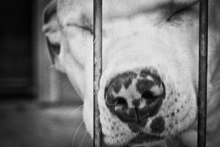 shelter dogs no. 31, pitbull