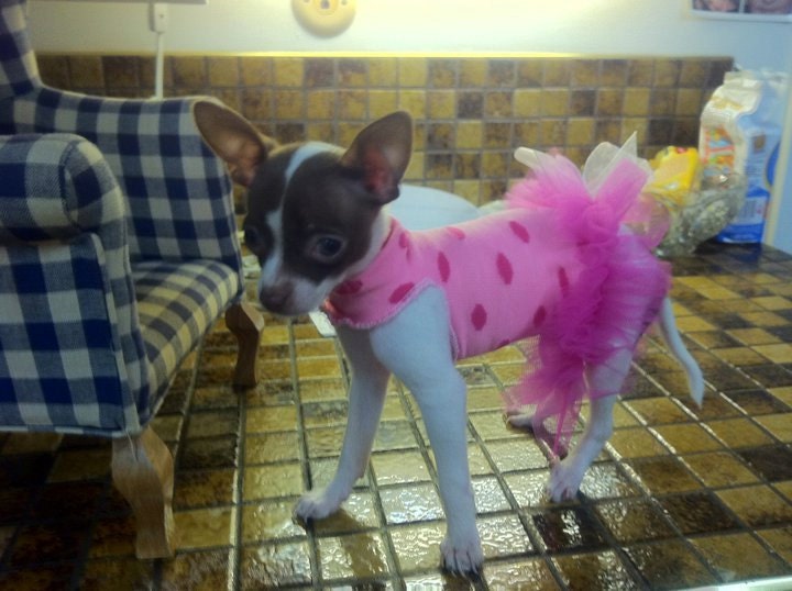 SALE 5 Dlls OFF - Pink Polka-Dots Tutu Dress - Perfect 4 Valentines - Fits Tiny, Teacup, Mini, XS Dogs - keep your dog looking fashionable
