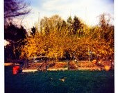 Forsythia - 8x8 Print