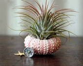 air plant . journey  . garden