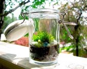 Tiny Terrarium: Sweet Tiny Glass Jar Moss Terrarium