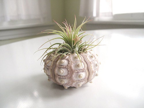 air plant .  tillandsia  . urchin . terrarium