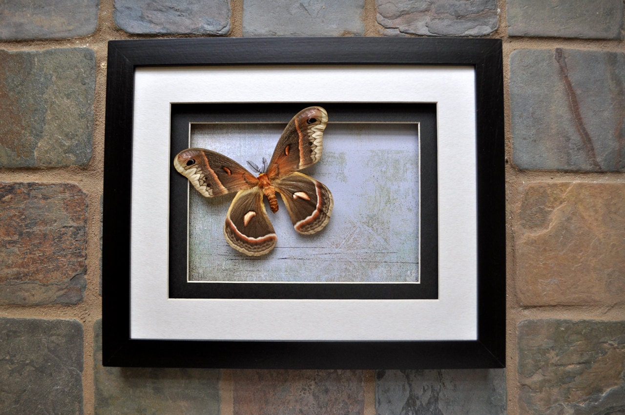 Final Payment on Custom Piece with Cecropia Moth for Bri