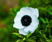 anemone flower - paper flower for wedding, gift or home decor