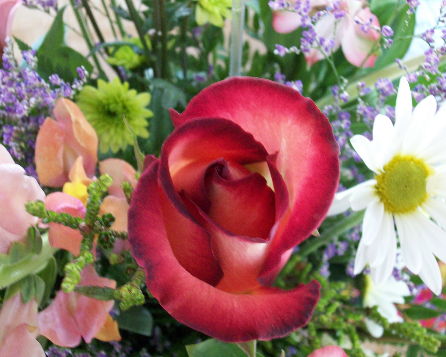 Rose Digital Art Photo
