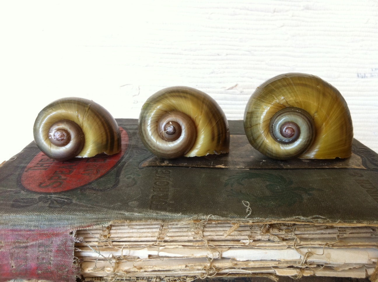 Beautiful Giant Snail Shells Natural History Set of 3