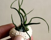 miniature . medusa . air plant  . garden