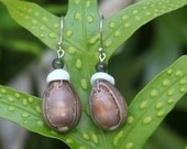Big Island Cowry & Puka Shell Earrings w/ Jade