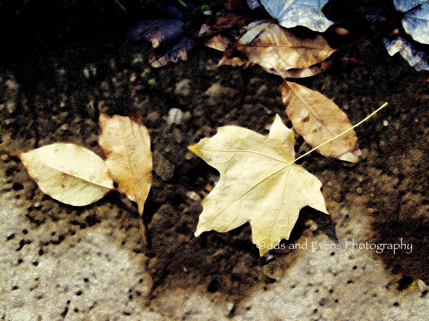 Autumn Leaves - Pennsylvania in September- 8x10 Fine Art Photography Print