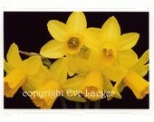 Daffodil Days Card