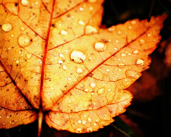Autumn Pop: Maple Leaf and Rain Drops - 16x20 Fine Art Nature Photography Print - Macro Close Up Fall Foliage Home Decor Photo