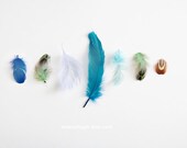 Blue Feathers - 8x10