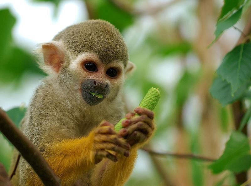 Monkey Farts Fragrance Oil  2 oz for candle and soap making